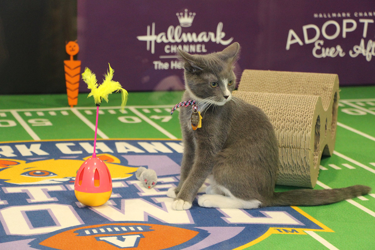 events-kitten-bowl-minneapolis-recap-img5867