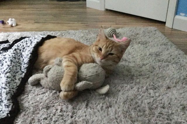 hmh-creamsicle-adirondack-post-adoption1-012518