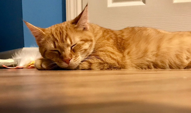 hmh-creamsicle-adirondack-post-adoption3-012518