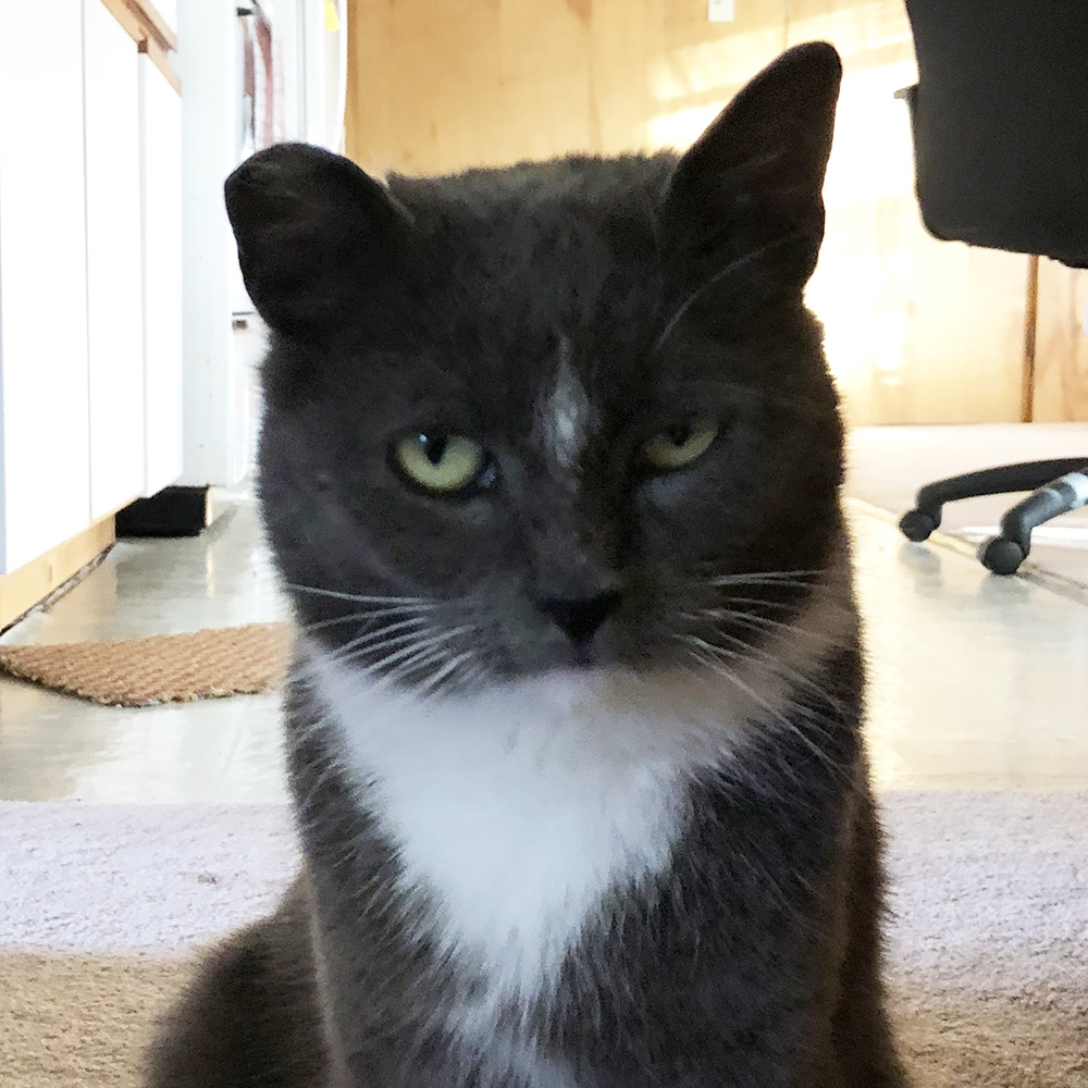 Meet Our Adoptable Cats Animal League