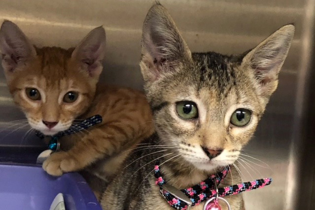 rescue-puerto-rico-kittens-020918
