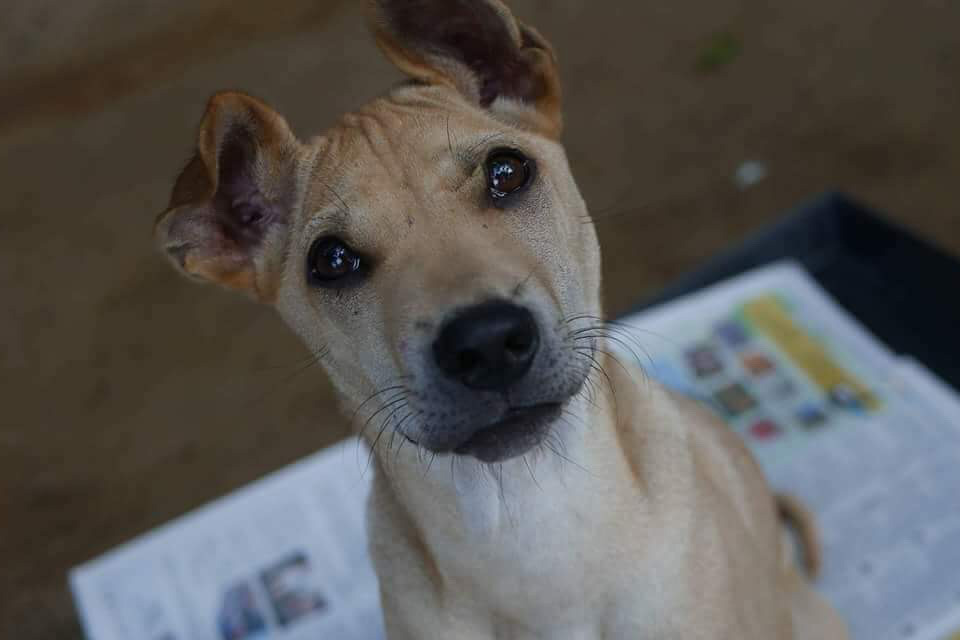 rescue-thailand-puppy-trio-feb2018-img2255
