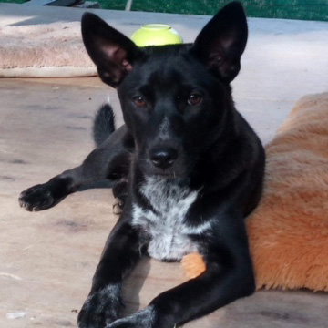rescue-thailand-puppy-trio-feb2018-sqr-img2256