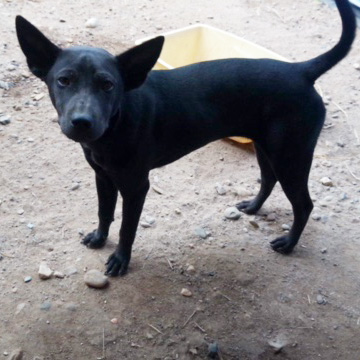 Thai mountain best sale dog