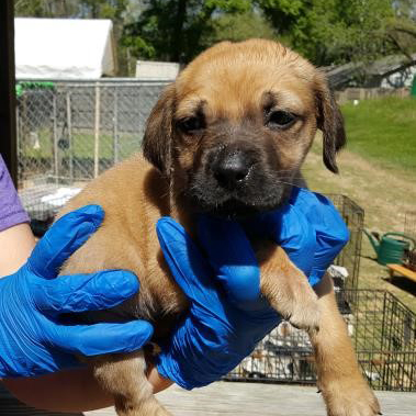 joanie-polk-county-spca-rescue-032318