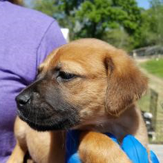 potsie-polk-county-spca-rescue-032318