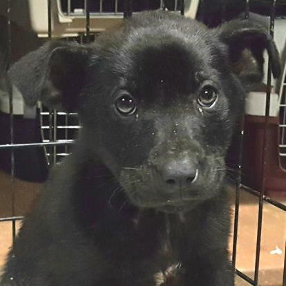 tappy-polk-county-spca-rescue-032318
