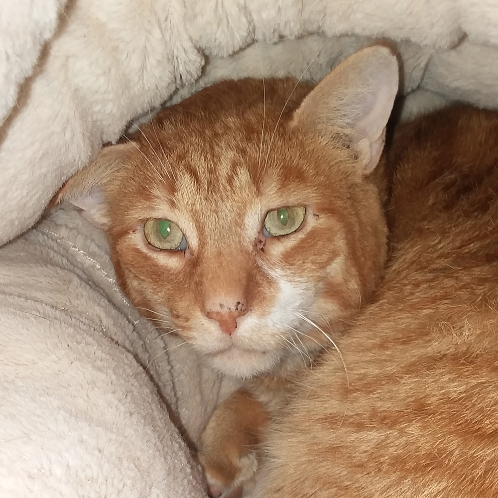 Adoptable Cats Adirondack Region Cat Adoption Center Animal League