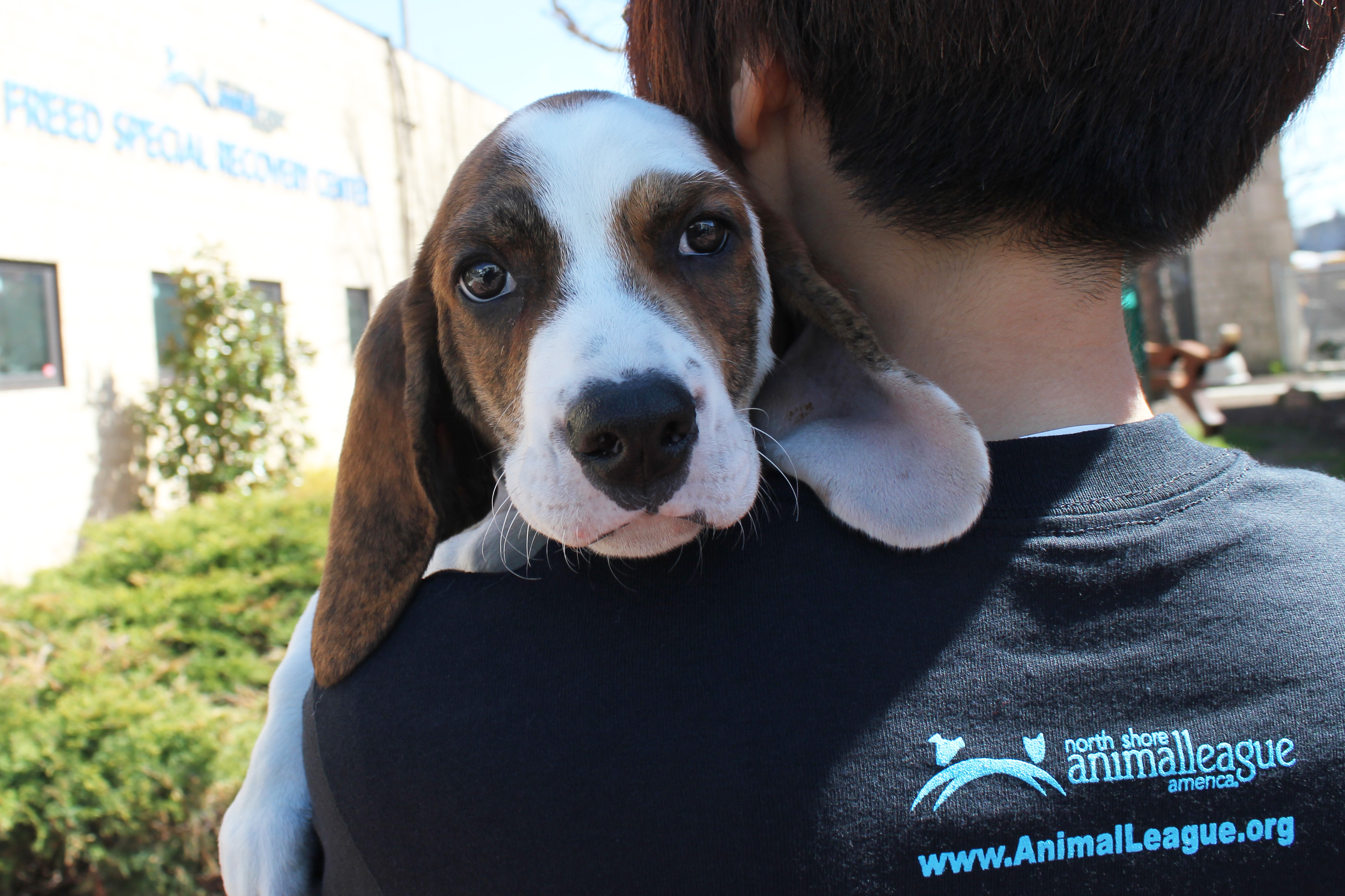 a dog on a person's shoulder