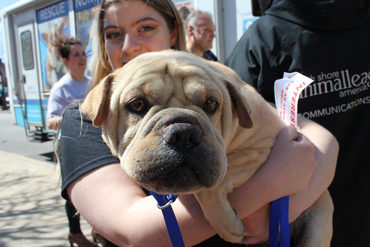 a woman holding a dog