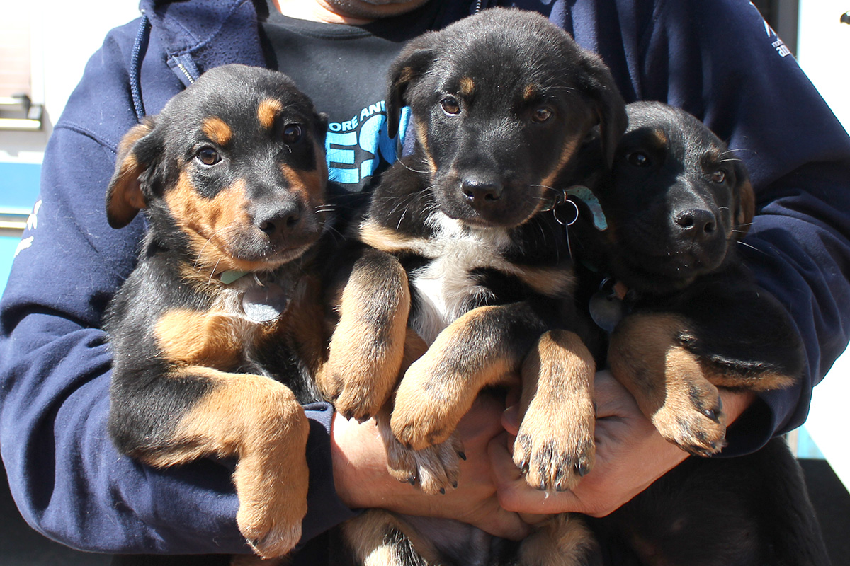 a person holding puppies