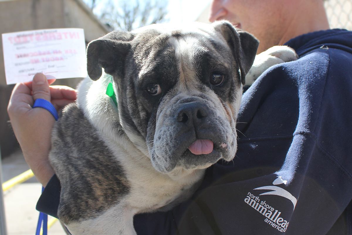 a dog on a person's shoulder