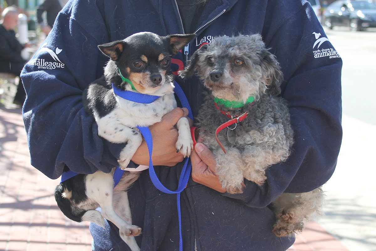 a person holding two dogs