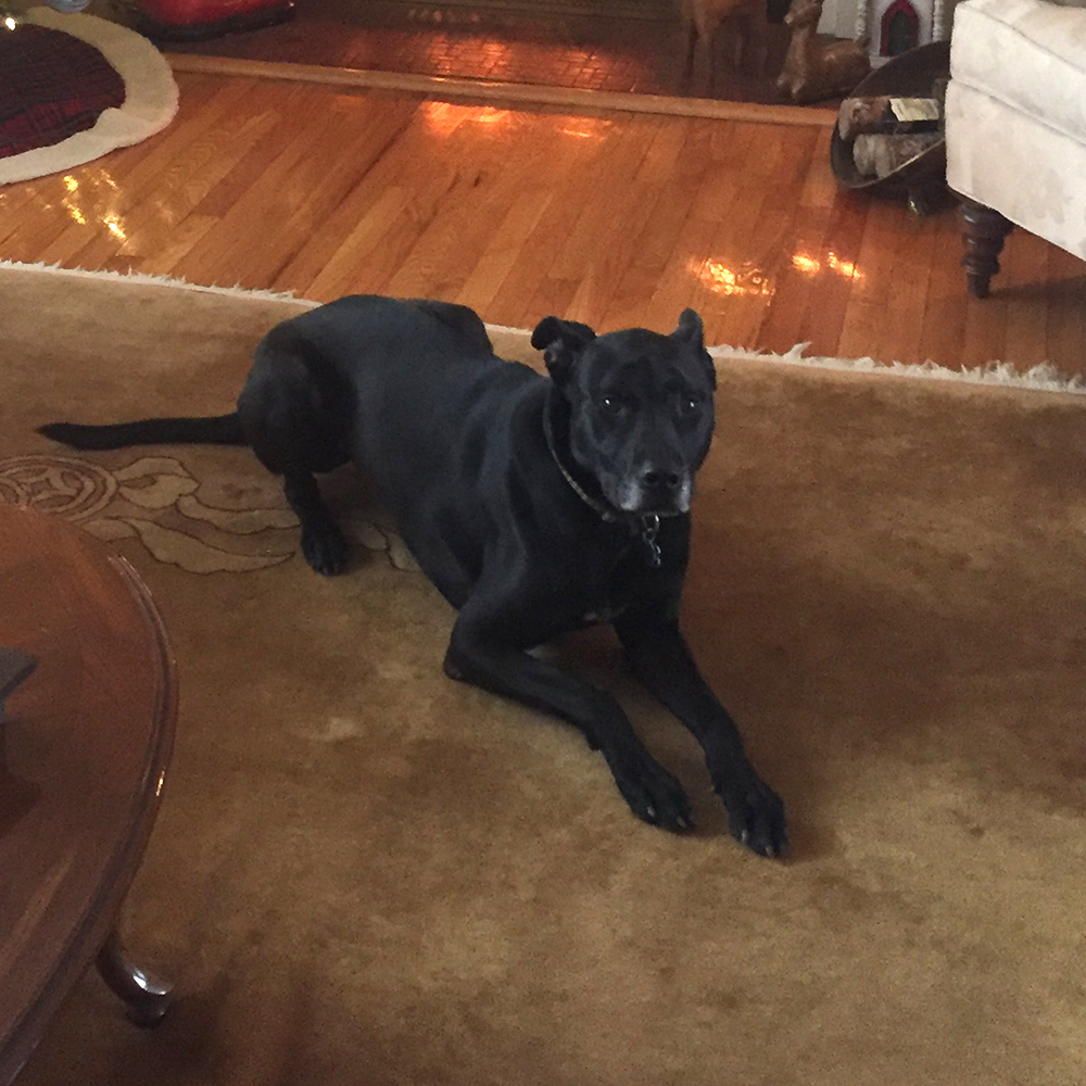 volunteer-month-2018-wk3-duke-img1550