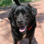 sponsor-pet-priscilla-t99349-black-chihuahua-mix-img3280-052218