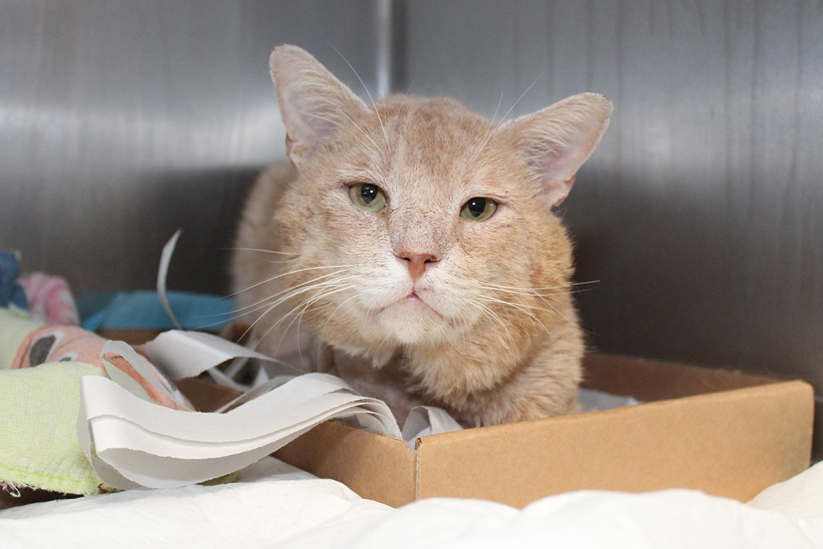 rescue-barry-allen-acc-tabby-post-amputation-img3909-062818