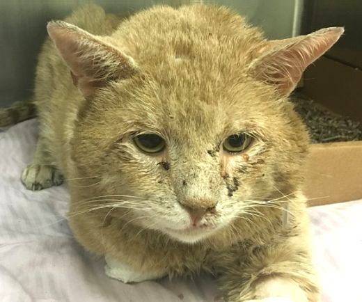 rescue-barry-allen-acc-tabby-stray-06.17.18