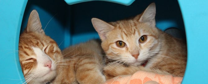 a cat lying on a blanket