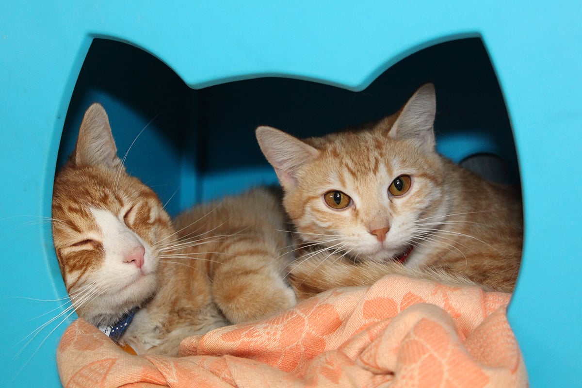 How to Adopt a Cat, Adopting a Cat From a Shelter