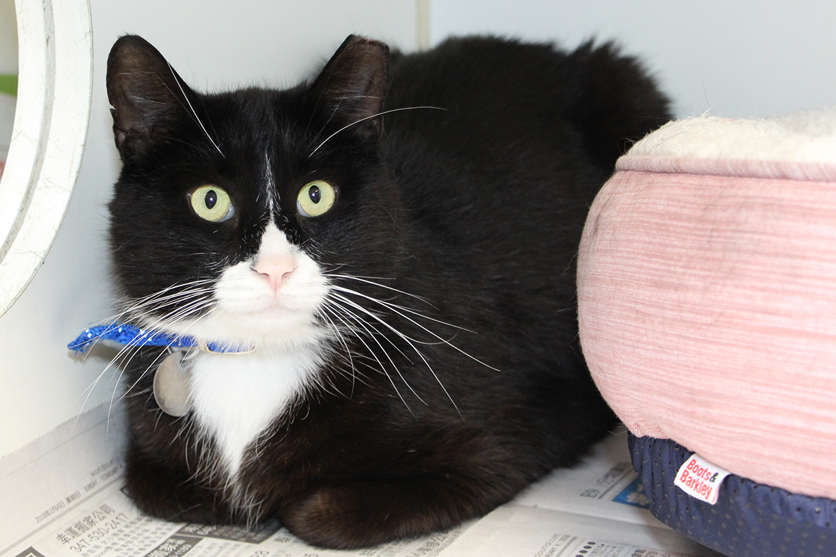 Duke, BF2409 a black and white cat lying on newspaper