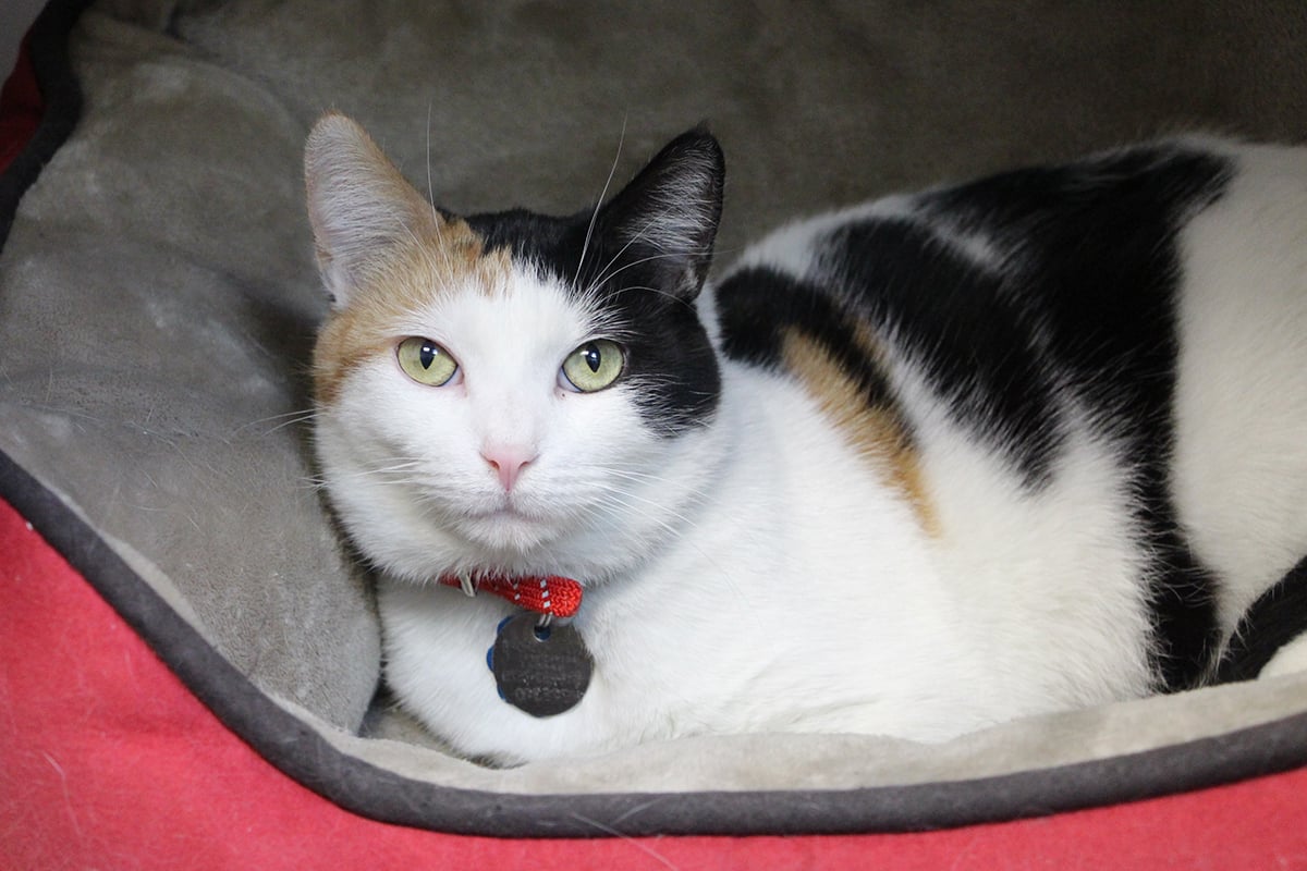 Tips for Adopting a Cat