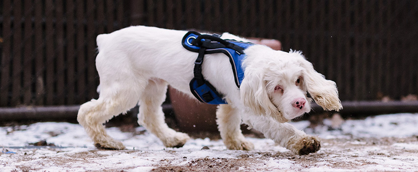 adoption-story-disabled-pets-feb2017-STANLEY-TED_1714