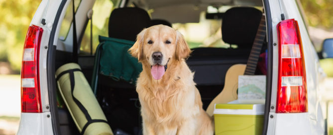 a dog sitting in the back of a car