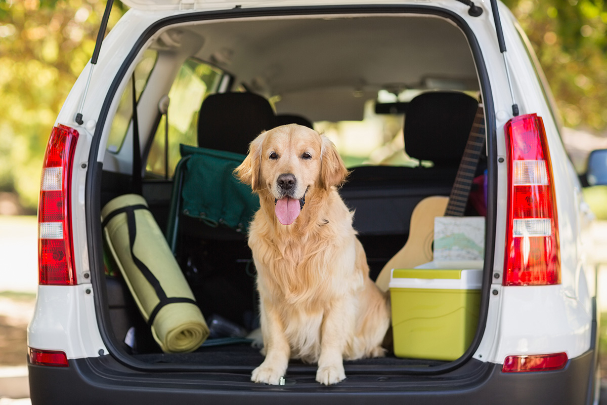 dog travel tips car