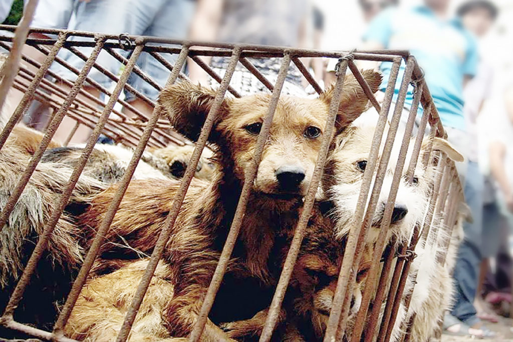 The history of Animal League | Our Story | Animal League The history of Animal League | Our Story | Animal League