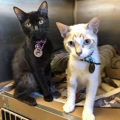 puerto-rico-pr-humane-dan-carrie-070418