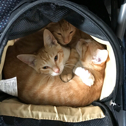 puerto-rico-rescue-kittens-en-route-to-philadelphia-v2-072418