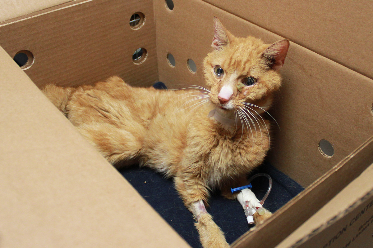 rescue-acc-garfield-arrival-exam-img4985