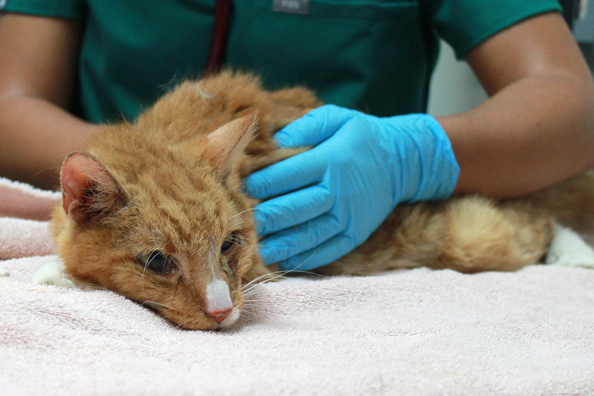 rescue-acc-garfield-arrival-exam-img5039