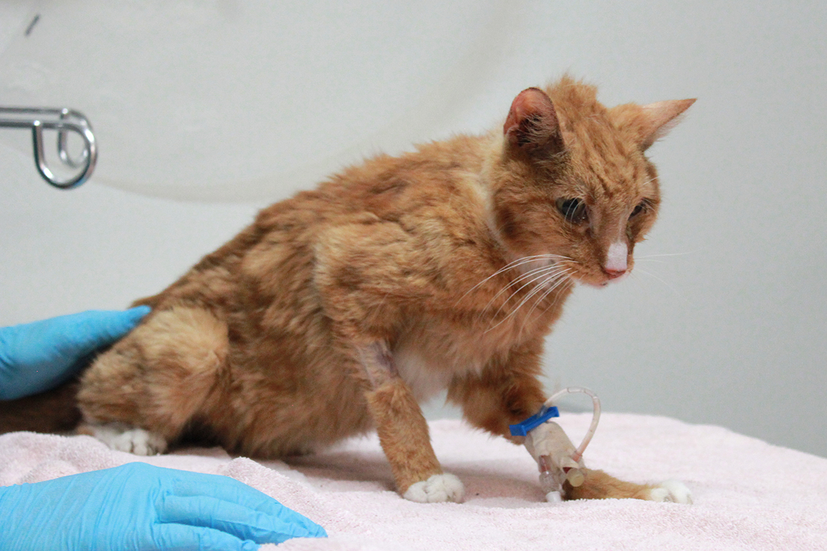 rescue-acc-garfield-arrival-exam-img5051