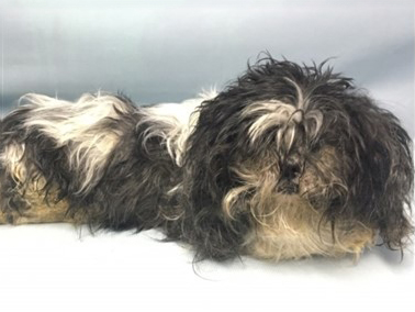 rescue-forest-acc-adult-shih-tzu-acc-pic-082318v2