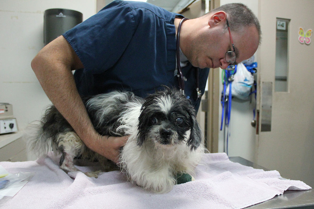 rescue-forest-acc-adult-shih-tzu-img5612-082418