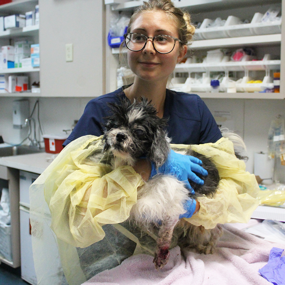 rescue-forest-acc-adult-shih-tzu-img5723-082418