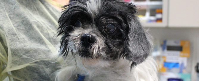 Houston Spca Takes 90 Dogs From Tomball Home