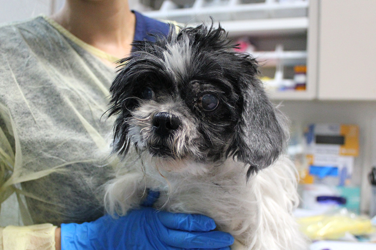 rescue-forest-acc-adult-shih-tzu-img5741-082418
