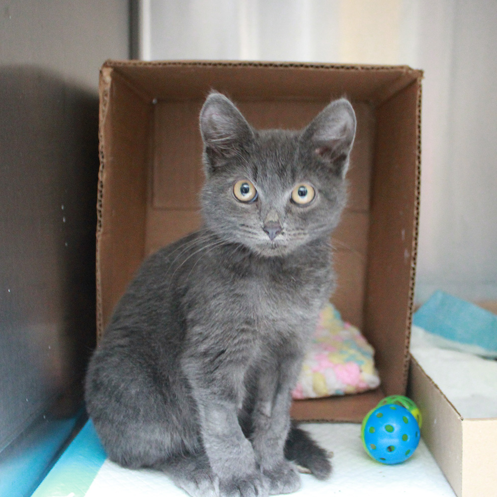 rescue-trey-img4935-080618