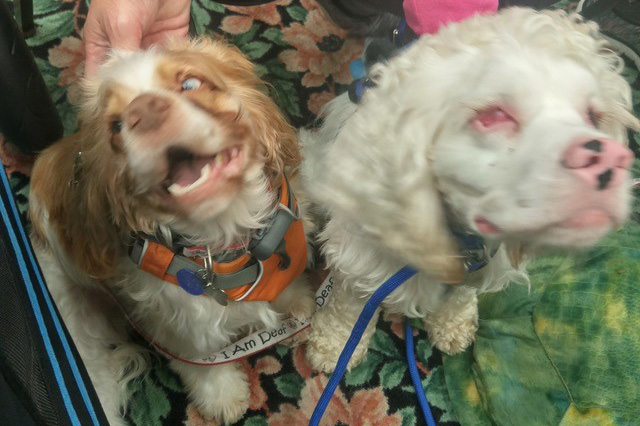 adoption-story-jamie-adopter-pic-3