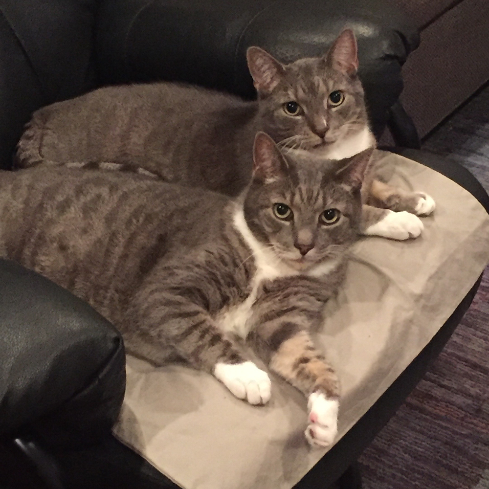 adoption-story-poppy-and-gus-img6-08202018 two cats lying on a chair