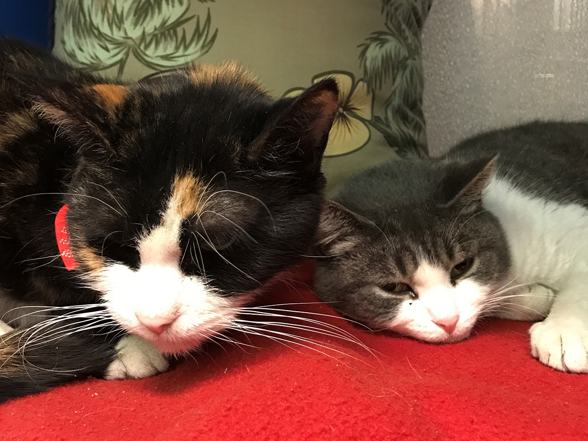 adoption-story-poppy-and-susie-08202018 a black and white cat lying on a red blanket