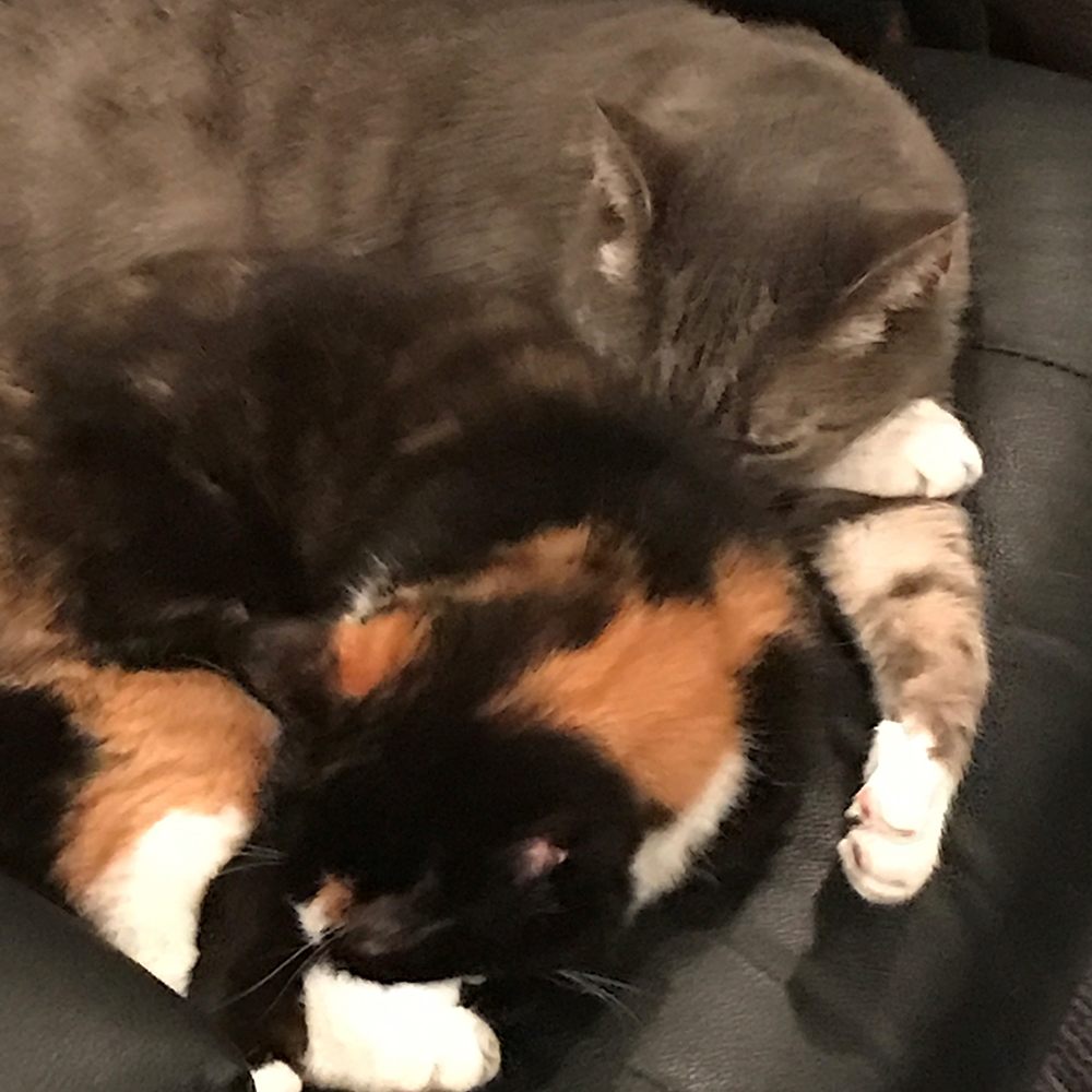 adoption-story-poppy-and-susie-img-4-08202018 two cats lying on a chair