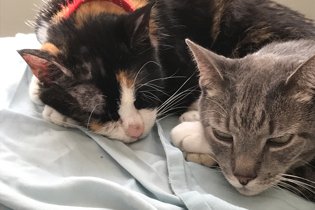 adoption-story-poppy-and-susie-img-5-08202018 two cats lying on a blanket