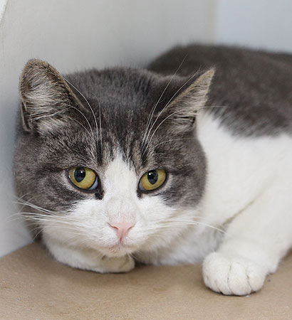 adoption-story-poppy-bf1175-2016 a cat lying on the floor
