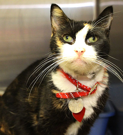 adoption-story-susie-bf1177-2016 a cat with a red collar