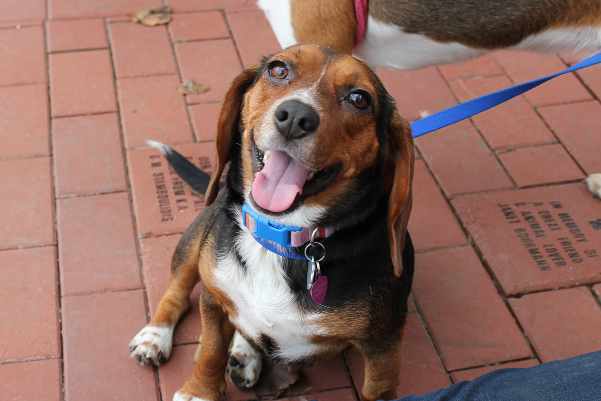 foster-sponsor-sadie-mae-IMG5975