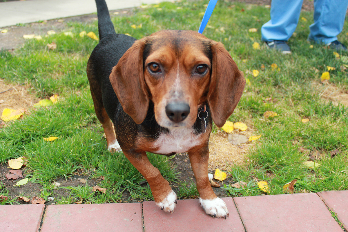 foster-sponsor-sadie-mae-sponsor-pic-IMG3844