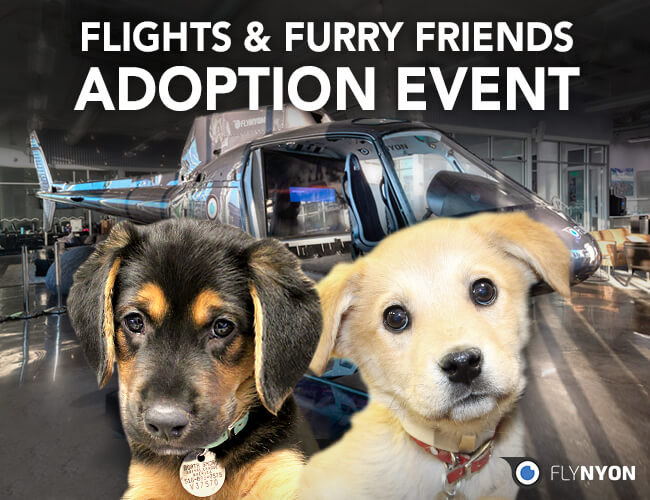 dog adoption events nj dog adoption events nj